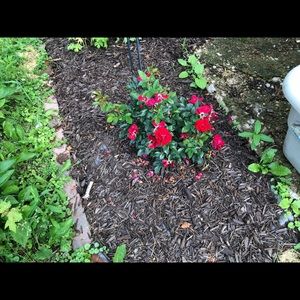 Meet your Posher, Deborah